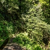 Plants: image 36 Of 208 Thumb